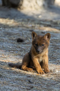 Close-up of fox on field