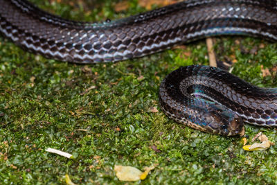 Close-up of lizard on grass