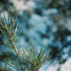 Close-up of fresh plant against sky