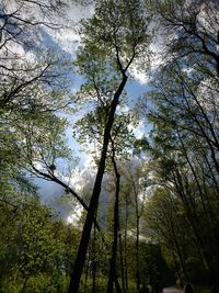 Low angle view of trees in forest