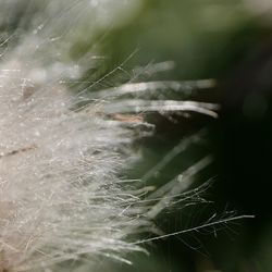 Close-up of plant