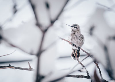 Low angle view of bird perching on branch