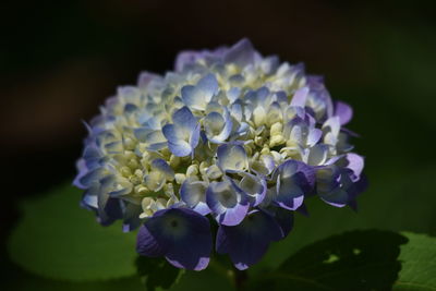 Close-up of purple hydrangea flowers