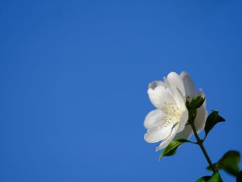 Low angle view of white flower against clear blue sky