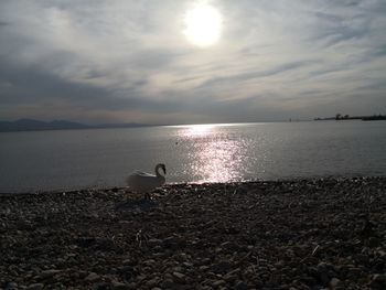 Seagull on beach against sky during sunset