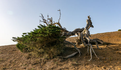 Dead tree on field against sky