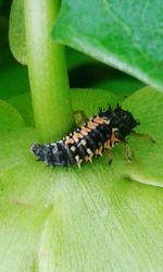 Close-up of insect on leaf