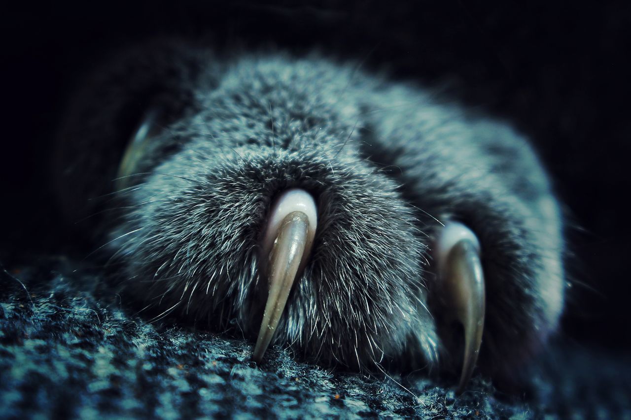 CLOSE-UP OF CAT SLEEPING ON CARPET