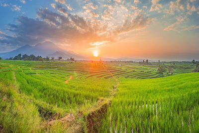 Morning view of sunrise over beautiful green rice fields with blue mountains