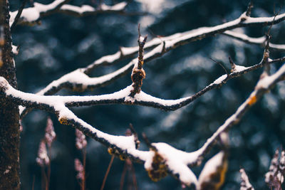 Close-up of frozen plant