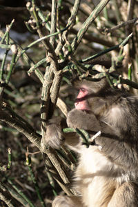 Close-up of monkey on tree