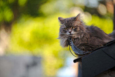 Close-up portrait of catin a gutter