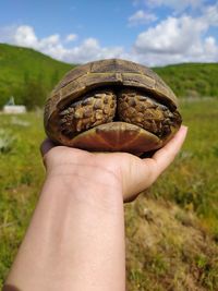 Close-up of person holding shell