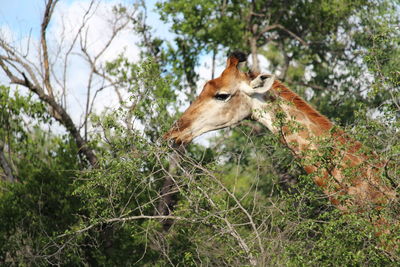 Low angle view of an animal on rock