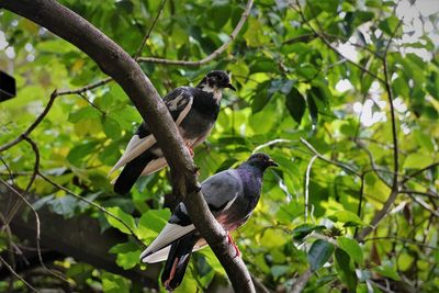 A pair of pigeon perching on branch
