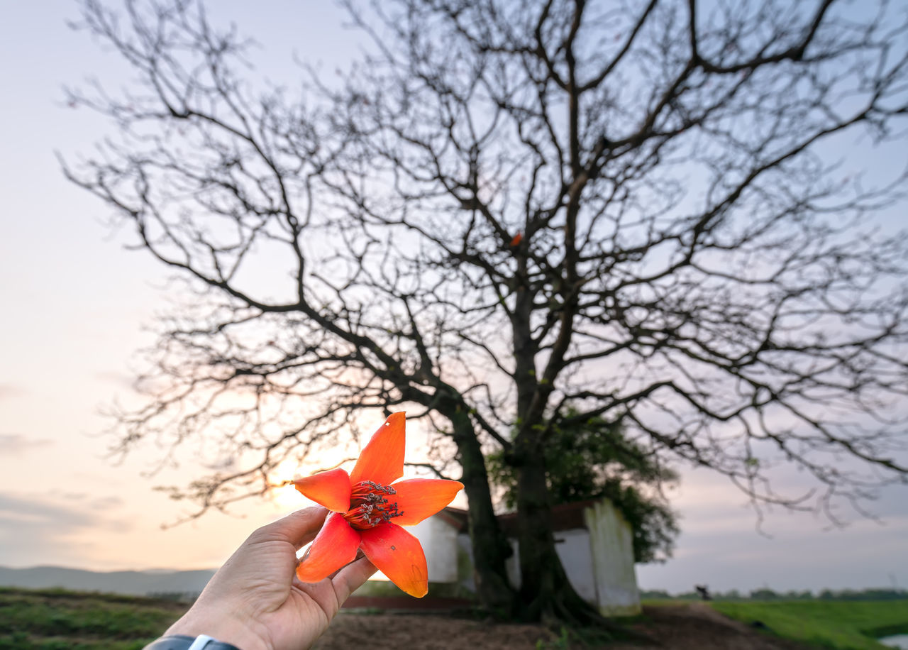 CLOSE-UP OF HAND HOLDING ORANGE FLOWER AGAINST SKY