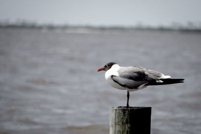 Close-up of seagull perching on wooden post