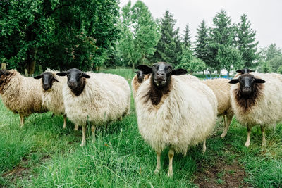 Sheep standing in a field