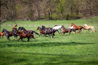 Horses running in a field