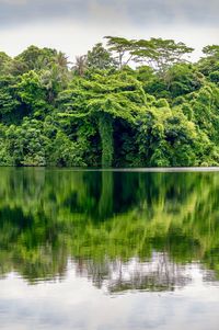 Scenic view of lake in forest against sky