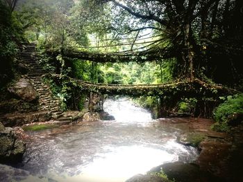 River flowing through forest