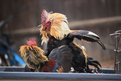 Close-up of rooster
