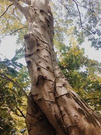 Low angle view of tree trunk against sky