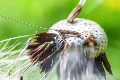 Close-up of snail on plant