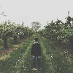 Trees growing on field against clear sky