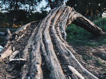 Close-up of tree trunk in forest