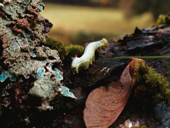 Close-up of mushrooms on rock