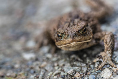 Close-up portrait of a frog