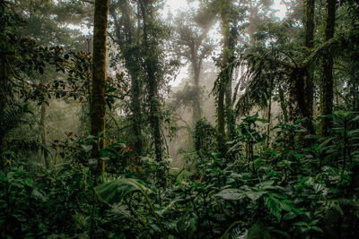 Trees in forest