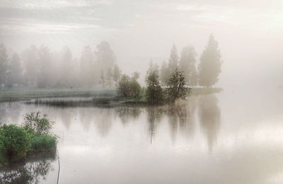 Reflection of trees in lake
