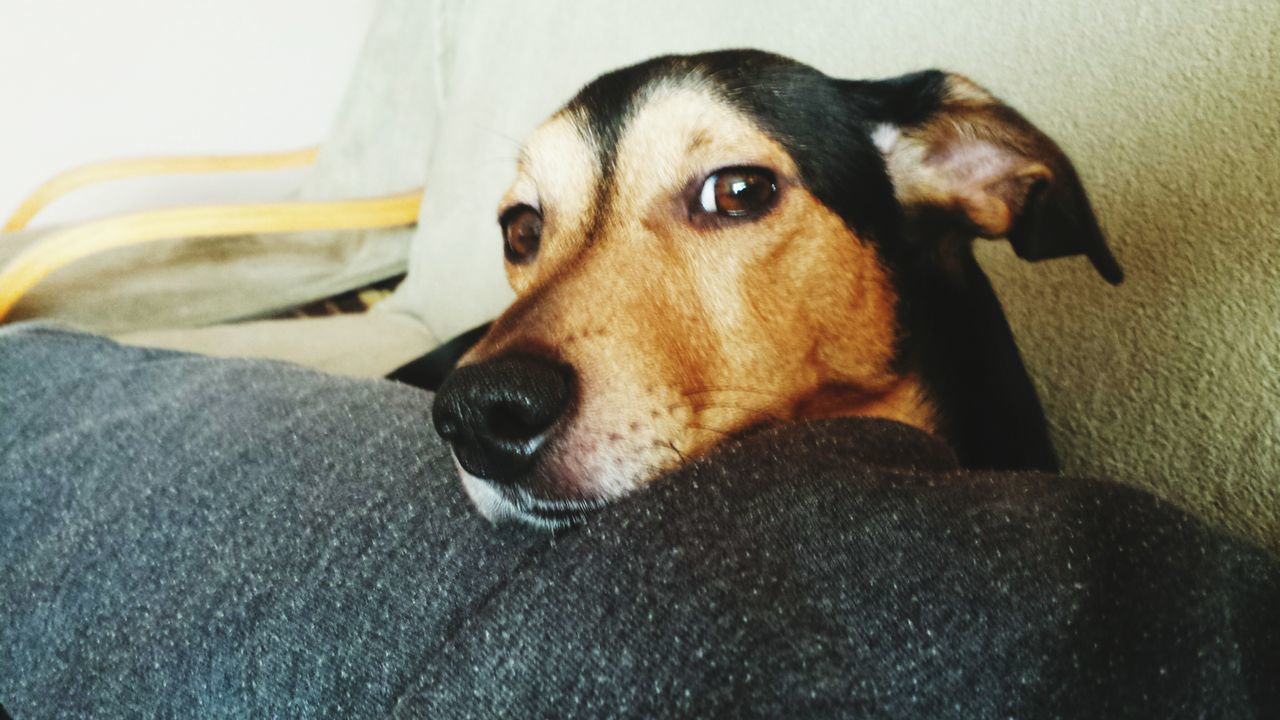 dog, pets, one animal, domestic animals, indoors, animal themes, mammal, animal head, close-up, portrait, looking at camera, relaxation, animal body part, home interior, bed, resting, lying down, no people, part of, loyalty