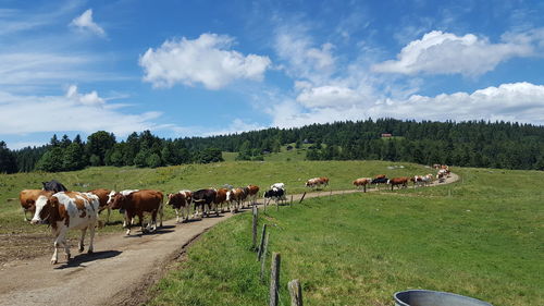 Cows on walking on country road against sky