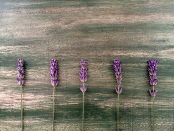 High angle view of lavender flowers on table