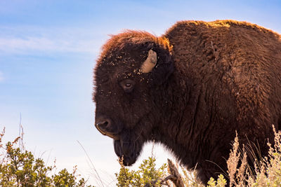 Close-up of american bison against sky