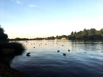 Birds swimming in lake against sky