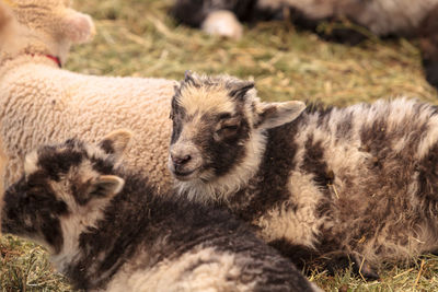 Close-up of goat on grass