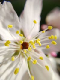 Close-up of white flowering plant