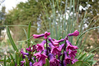 Close-up of pink flowering plant