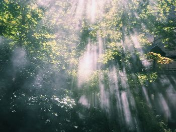 Sun shining through trees