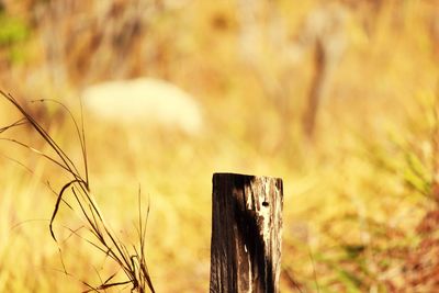 Close-up of wooden post on field