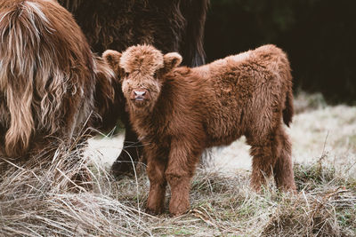 Highland cow or cattle in field