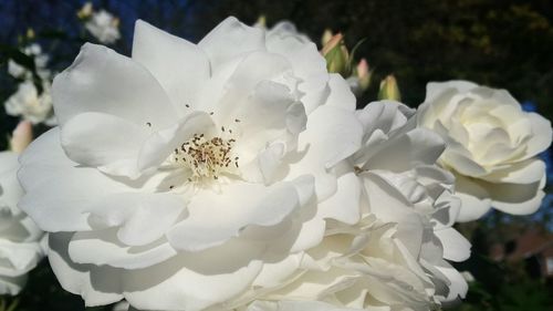 Close-up of white rose flower