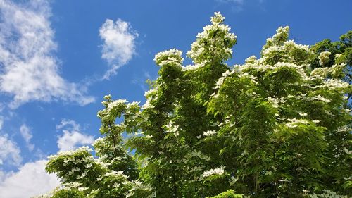 Low angle view of trees against blue sky