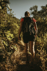 Rear view of woman walking in forest