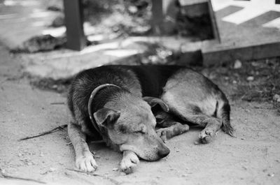 Dog sleeping