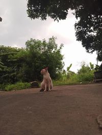 Dog sitting on road against trees